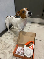 Dog next to light-up dog leash box, orange LED leash with circular glow panel