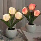 Pink and white tulip night light blooms in white ceramic pots on tabletop