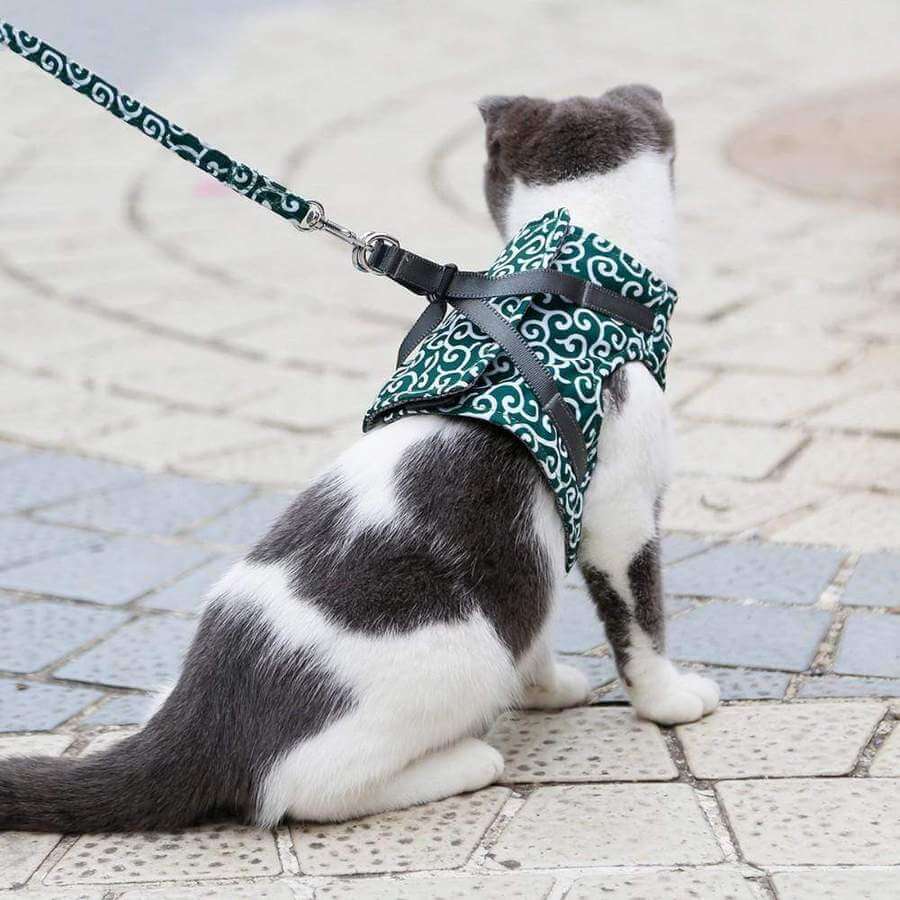 Cat mesh vest harness with patterned blue-green fabric and attached leash, on cat