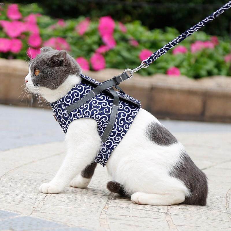 Cat mesh vest harness with blue patterned fabric and attached leash, outdoor walk