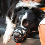 Black mesh dog muzzle worn on dog with adjustable strap under chin