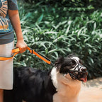 Black dog muzzle with breathable mesh basket on dog leashed outdoors
